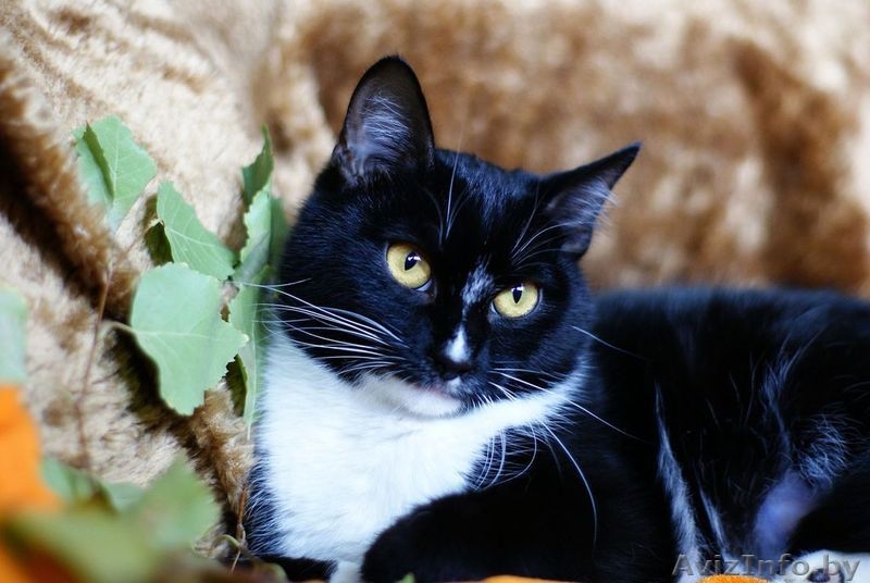 Бьорк - красотка с глазами цвета луны в дар! - Изображение #1, Объявление #796162