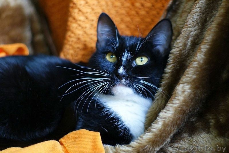 Бьорк - красотка с глазами цвета луны в дар! - Изображение #2, Объявление #796162