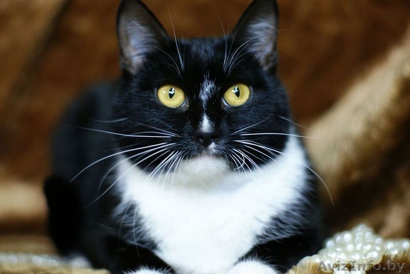 Бьорк - красотка с глазами цвета луны в дар! - Изображение #3, Объявление #796162