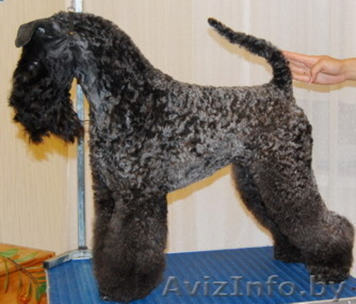 КЕРРИ-БЛЮ-ТЕРЬЕР - Изображение #1, Объявление #787453