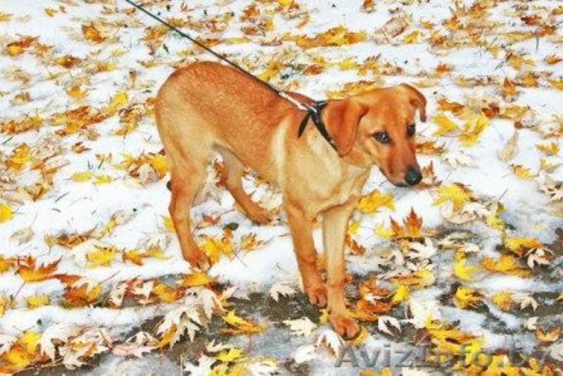 Знакомьтесь! Умница, прелесть и просто красавица - собачка Эльза, в дар, в добры - Изображение #5, Объявление #796485