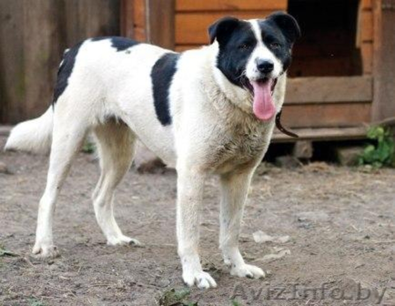 Собаки приюта в дар, в добрые руки! - Изображение #1, Объявление #534322