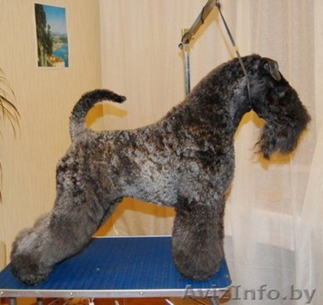 КЕРРИ-БЛЮ-ТЕРЬЕР - Изображение #2, Объявление #787453