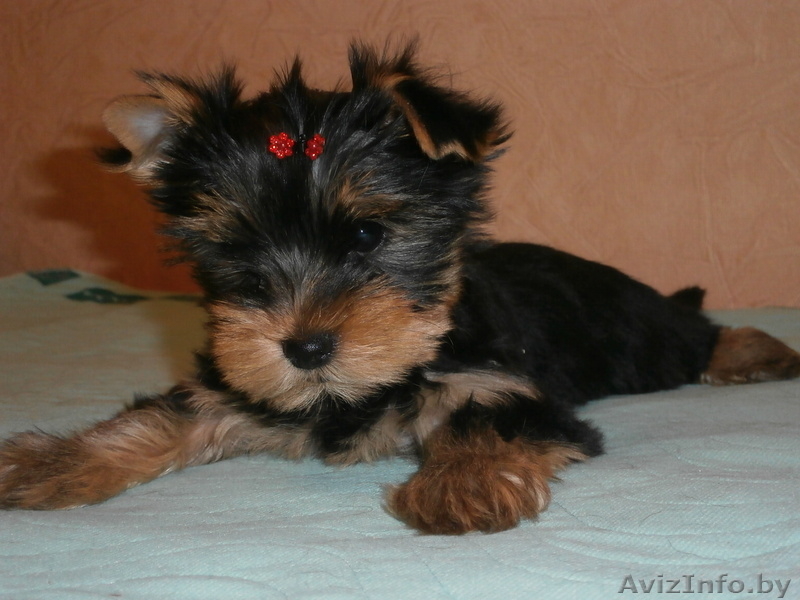 Щенки йокширского терьера 8029 916 33 59 - Изображение #1, Объявление #797641