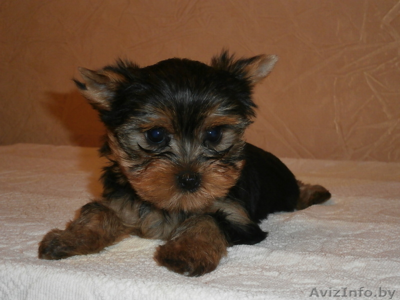 Щенки йокширского терьера 8029 916 33 59 - Изображение #3, Объявление #797641