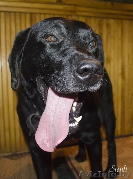 Стенли-лабрадор ретривер. - Изображение #1, Объявление #792866