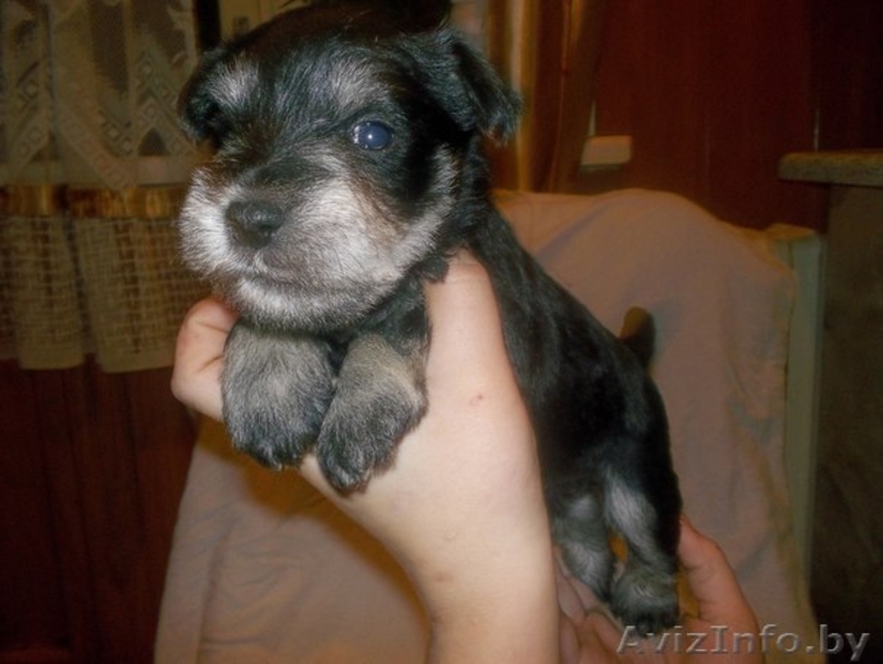 Щенок цвергшнауцера белого окраса  и черного с серебром.  - Изображение #3, Объявление #800091