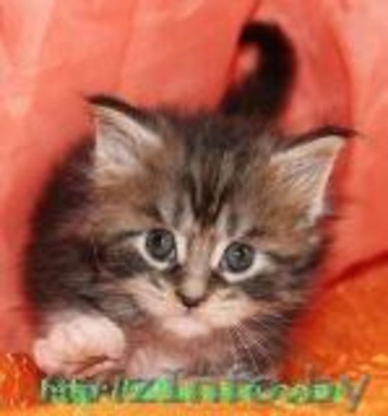 Мейн-кун котята из питомника. - Изображение #1, Объявление #814976