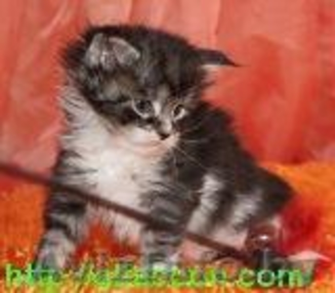 Мейн-кун котята из питомника. - Изображение #3, Объявление #814976