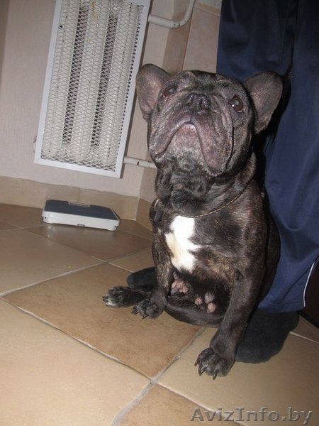 Французский бульдог в дар!  - Изображение #1, Объявление #811179