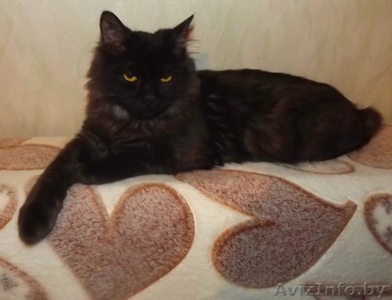 Котенок-подросток в дар!  - Изображение #1, Объявление #807049