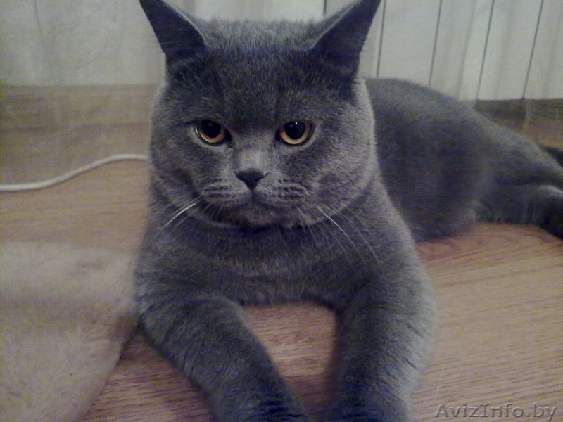 Вязка Британский кот. Молодой,титулованый - Изображение #1, Объявление #803457