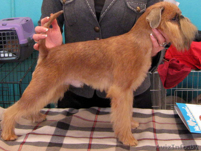 Брюссельский гриффон кобель для вязки - Изображение #2, Объявление #805009