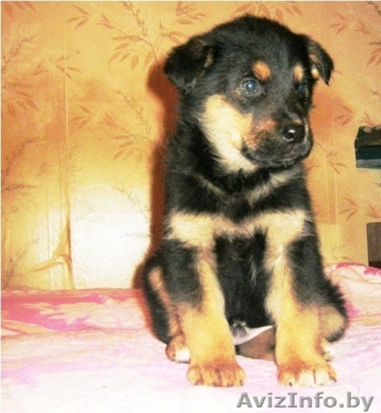 Щенки-мальчики в дар! - Изображение #2, Объявление #796788