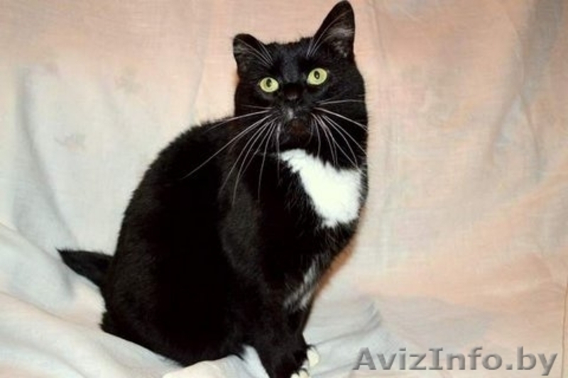 Молодая кошечка Марта в дар , в добрые руки!! - Изображение #1, Объявление #510404