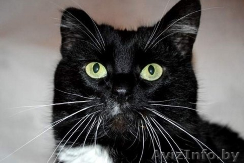 Молодая кошечка Марта в дар , в добрые руки!! - Изображение #4, Объявление #510404