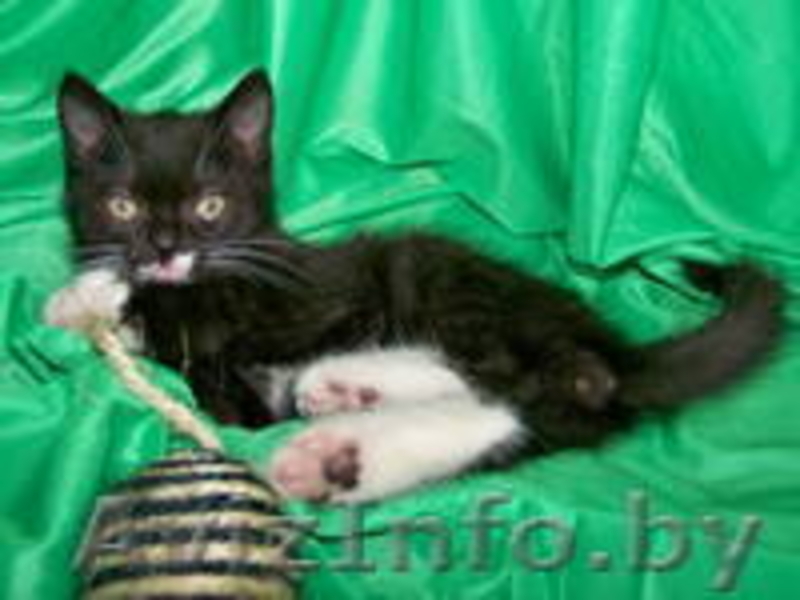 Самый лучший котенок хочет домой!  - Изображение #1, Объявление #810491