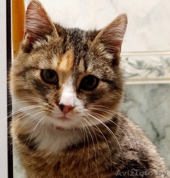 Кошечка Фанечка в дар! - Изображение #2, Объявление #812315