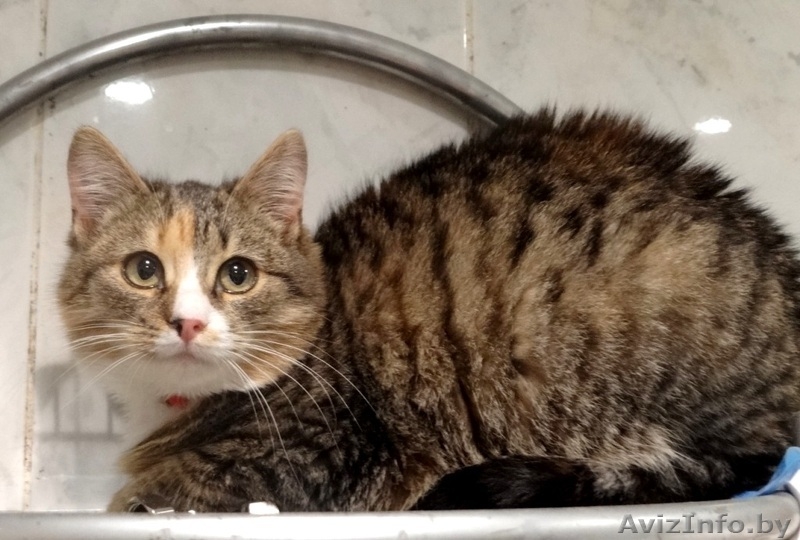 Кошечка Фанечка в дар! - Изображение #3, Объявление #812315