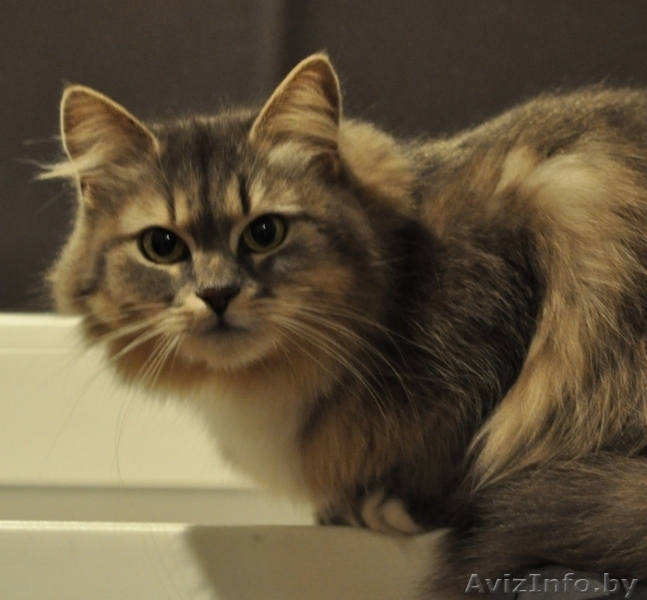 Роскошная пушистая кошка в дар - Изображение #1, Объявление #803886