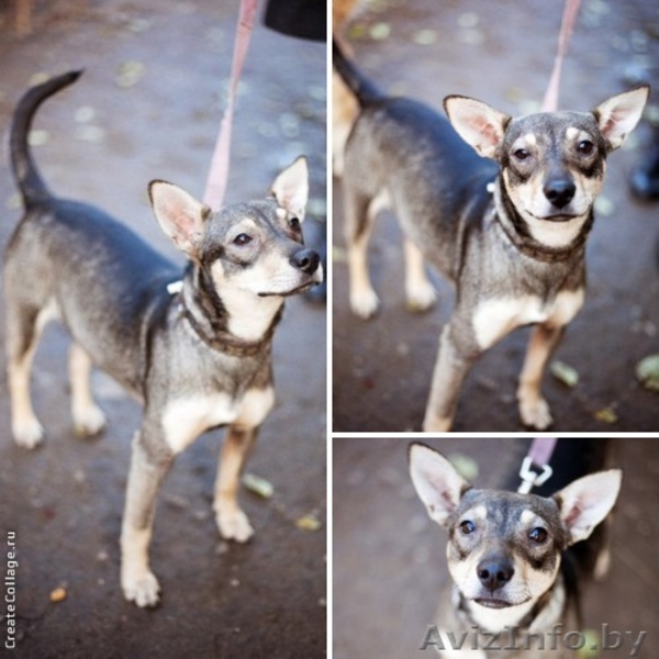 Метис карликового пинчера в добрые руки - Изображение #1, Объявление #811126