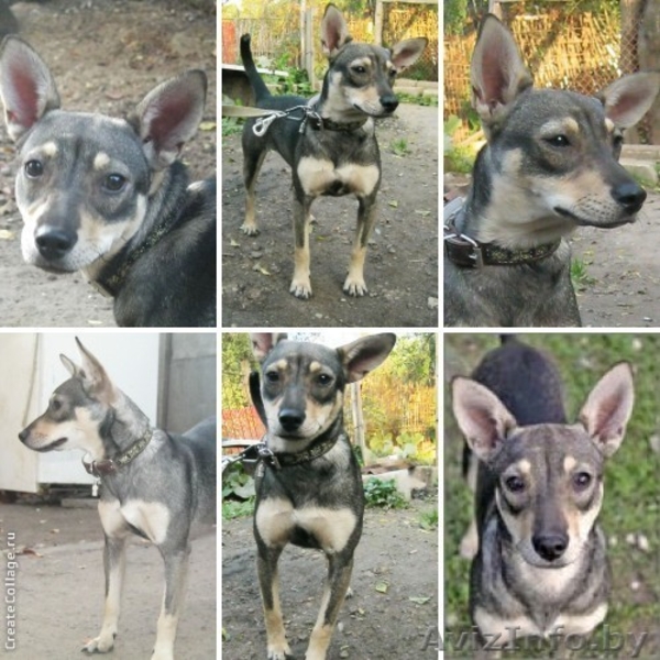 Метис карликового пинчера в добрые руки - Изображение #2, Объявление #811126