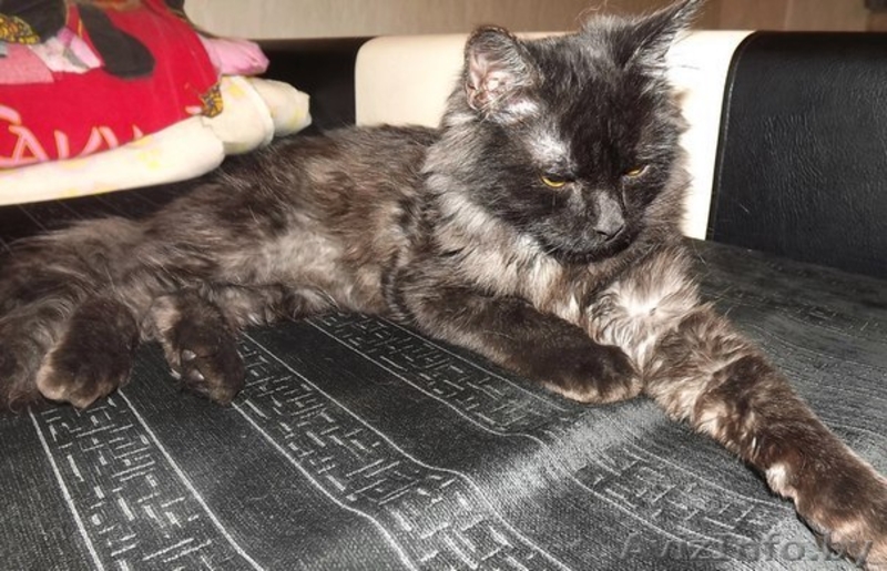 Котенок-подросток в дар!  - Изображение #2, Объявление #807049