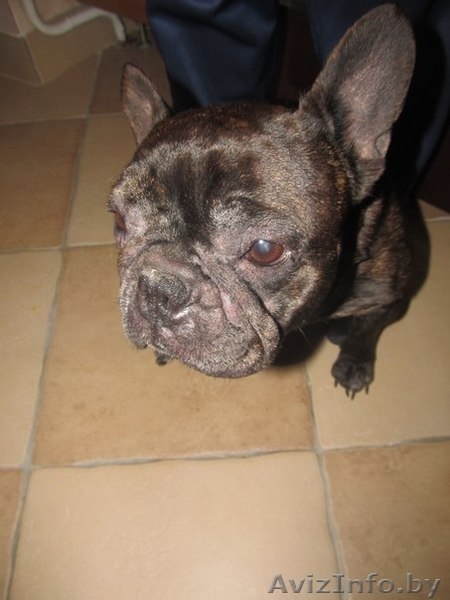 Французский бульдог в дар!  - Изображение #2, Объявление #811179