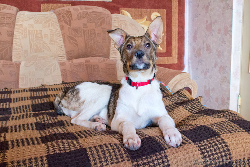 Верный друг Альтик ищет хозяина - Изображение #1, Объявление #813720