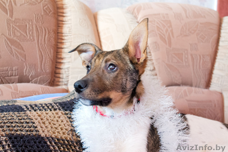 Верный друг Альтик ищет хозяина - Изображение #2, Объявление #813720