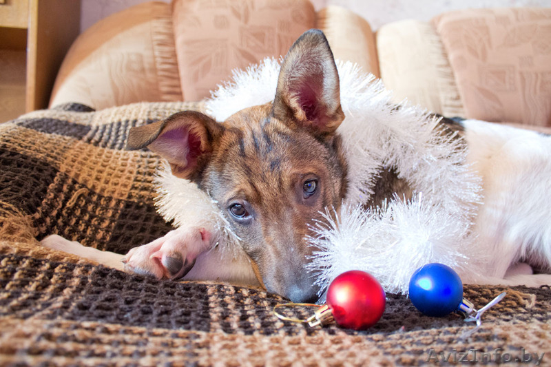 Верный друг Альтик ищет хозяина - Изображение #3, Объявление #813720