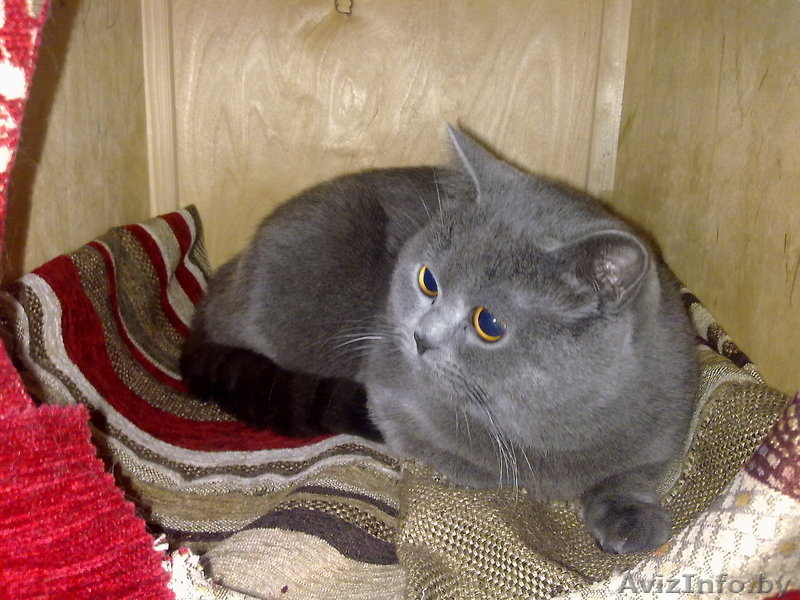 Вязка Британский кот. Молодой,титулованый - Изображение #4, Объявление #803457