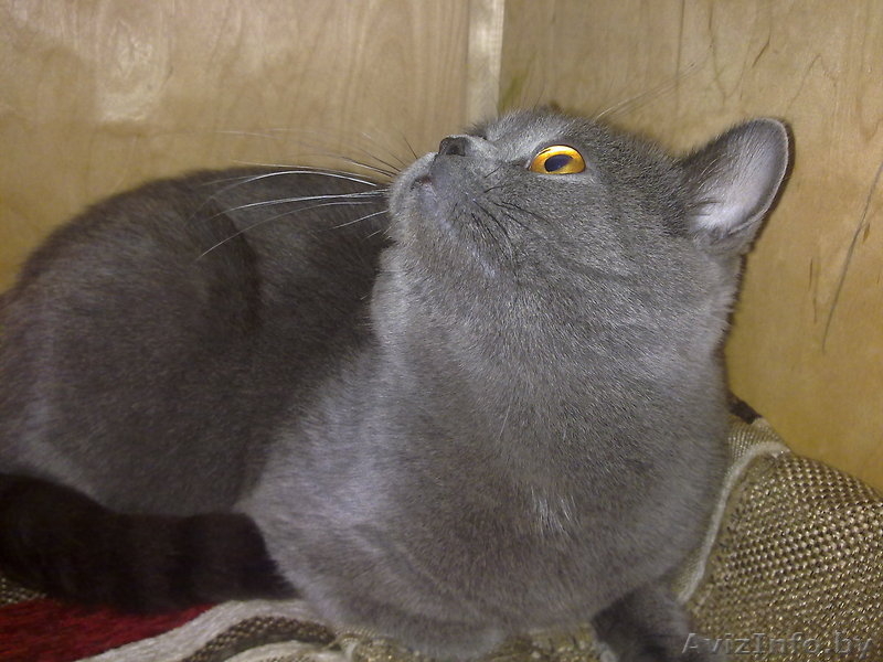 Вязка Британский кот. Молодой,титулованый - Изображение #2, Объявление #803457