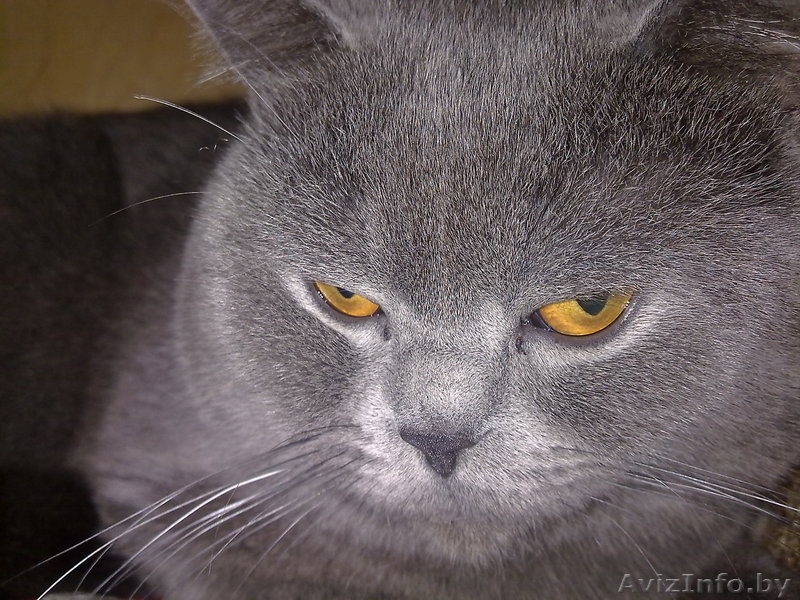 Вязка Британский кот. Молодой,титулованый - Изображение #5, Объявление #803457