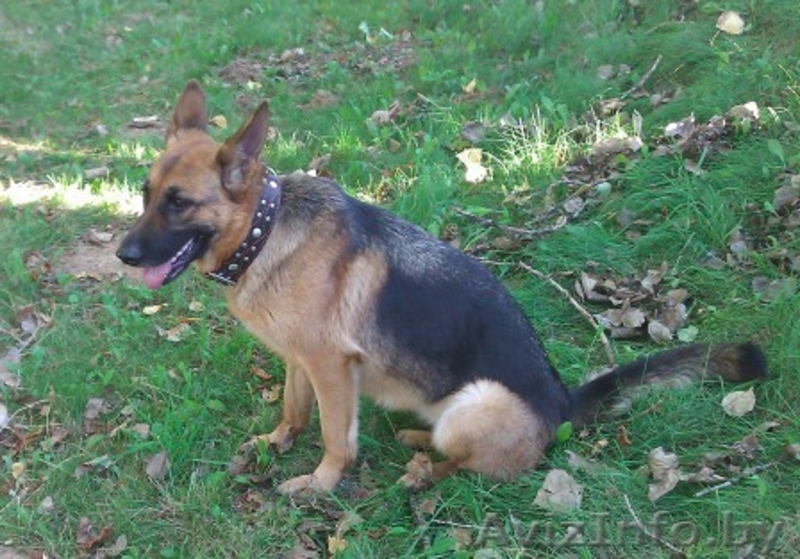 Два щенка немецкой овчарки ждут сових хозяев - Изображение #5, Объявление #801377