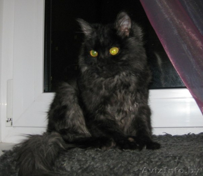 Котенок-подросток в дар!  - Изображение #3, Объявление #807049