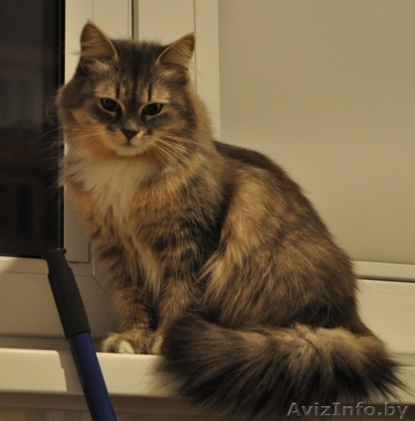 Роскошная пушистая кошка в дар - Изображение #3, Объявление #803886