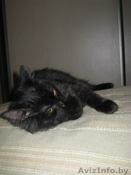 Котенок-подросток в дар!  - Изображение #4, Объявление #807049