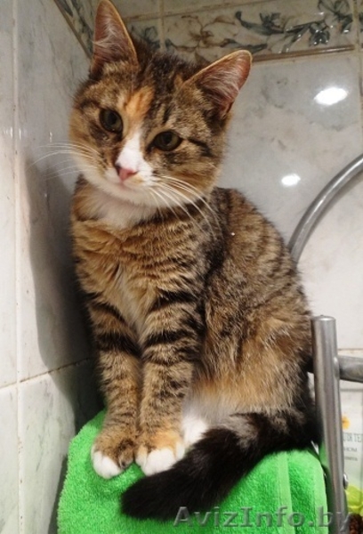 Кошечка Фанечка в дар! - Изображение #1, Объявление #812315