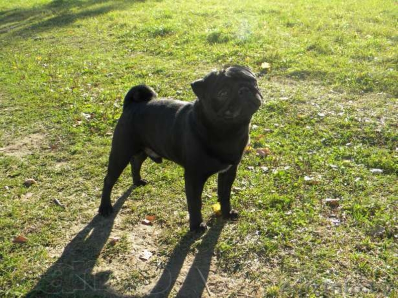 Породистый кобель мопса для вязки - Изображение #1, Объявление #813134