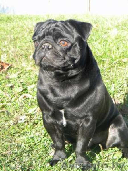 Породистый кобель мопса для вязки - Изображение #2, Объявление #813134