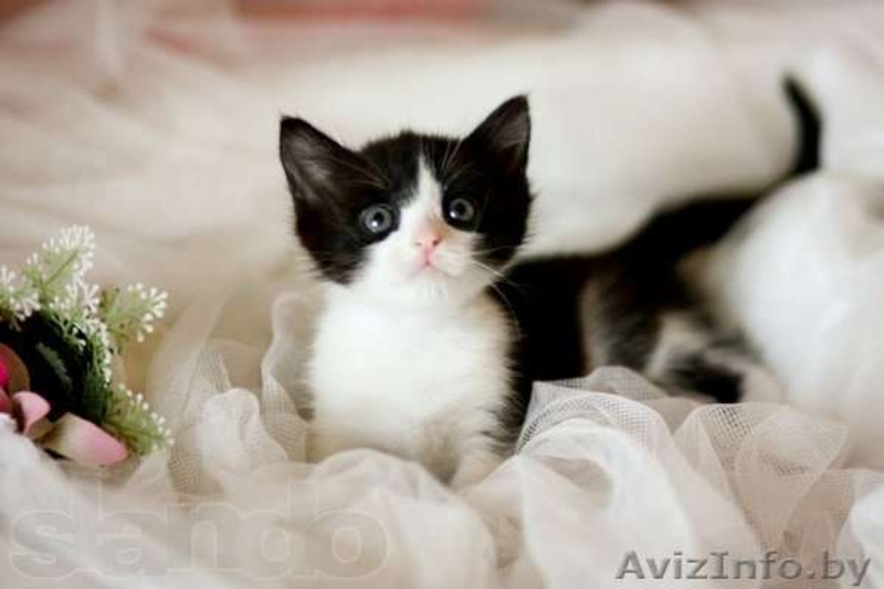 Веселые Котята в Добрые руки - Изображение #2, Объявление #814076