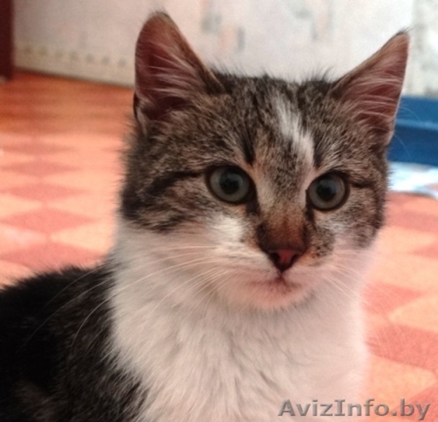 Котенок-подросток Тошик в дар! - Изображение #2, Объявление #807689