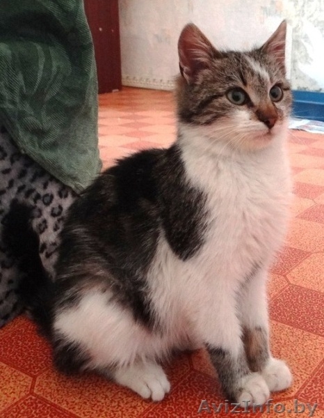 Котенок-подросток Тошик в дар! - Изображение #3, Объявление #807689