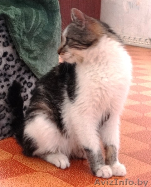 Котенок-подросток Тошик в дар! - Изображение #5, Объявление #807689