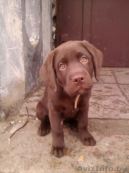 вязка собак лабрадора - Изображение #3, Объявление #810766