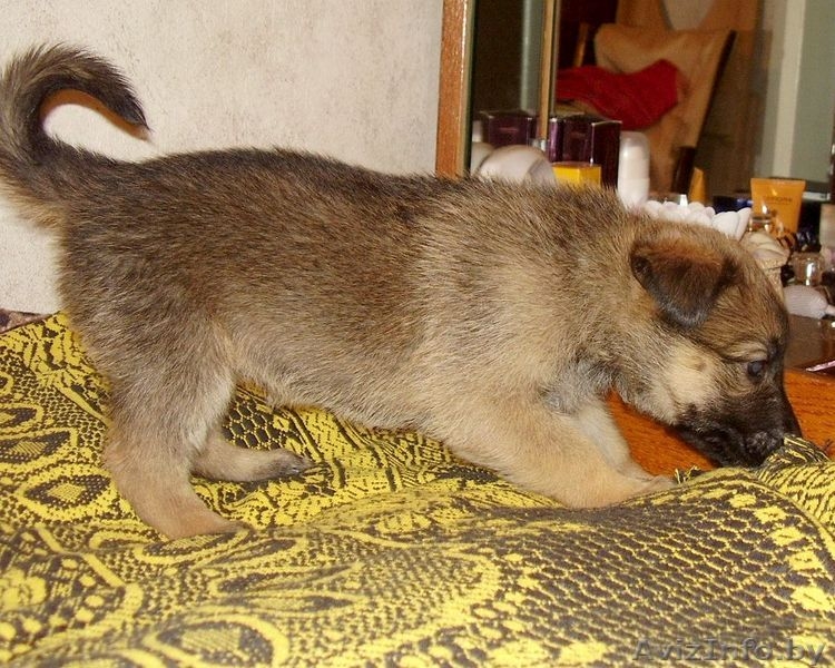 Два щенка немецкой овчарки ждут сових хозяев - Изображение #2, Объявление #801377