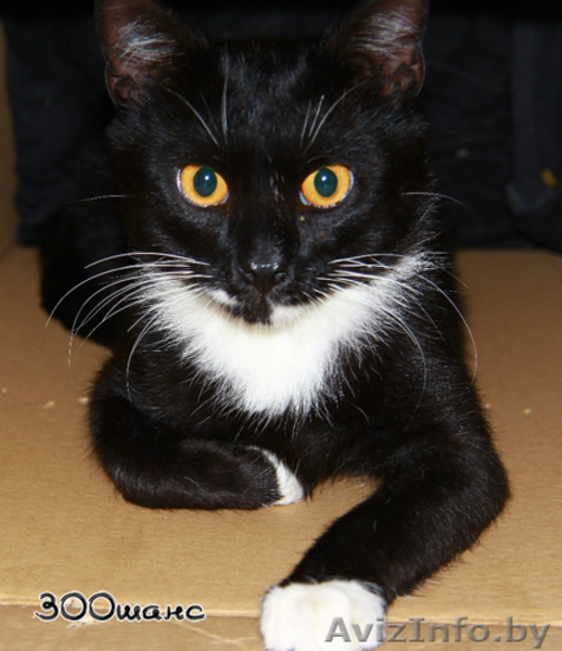 АНДРИС - черно-белый длиннолапый "артист балета", 1 год, В ДАР - Изображение #1, Объявление #801286