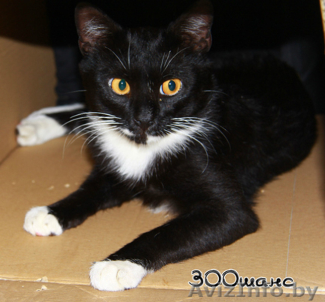 АНДРИС - черно-белый длиннолапый "артист балета", 1 год, В ДАР - Изображение #2, Объявление #801286