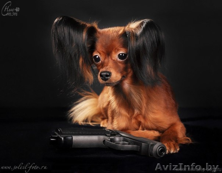 Продается щенок той терьера длинношерстный. - Изображение #4, Объявление #815337